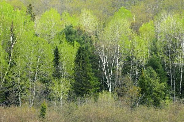 Canada, Ontario, Utterson Forest in spring